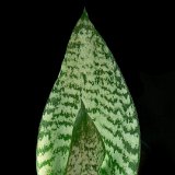 Sansevieria hahnii (small quantity)